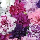 Petunia Orchid-Flowered Mixed F1 100 mini-plugs + 10 FREE