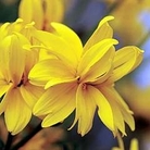 Bidens Pirate's Treasure 10 young plants + 5 FREE