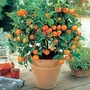 Orange Tree 1 plant in 9cm pot