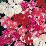 Impatiens Fiesta&trade; Mixed 10 young plants + FREE Plant Labels