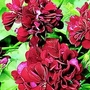 Geranium Tomboy 10 plants + 5 FREE