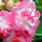 Begonia Coconut Ice 5 young plants