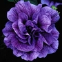 Petunia Priscilla™ 10 young plants + 5 FREE