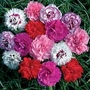 Dianthus Super-scented 20 plants