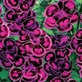 Dianthus Tropical Butterfly 10 young plants