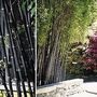 Phyllostachys Nigra - Black Bamboo 1 plant in 9cm pot