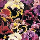 Viola Can-Can F1 Mixed 120 mini-plugs + 30 FREE