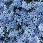 Phlox Clouds of Perfume 10 young plants