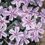 Phlox Candy Stripes 10 plants