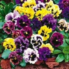 Viola Frizzle Sizzle 120 mini-plugs + 30 FREE