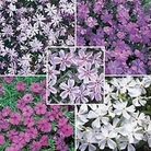 Phlox Ground Cover Collection 15 young plants - 3 of each