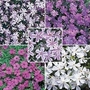 Phlox - Creeping Phlox Collection 15 young plants - 3 of each