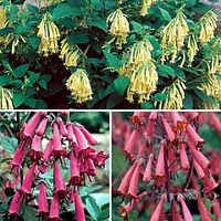 Cape Fuchsia Funfare Trio 15 plants - 5 of each