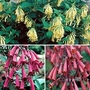 Cape Fuchsia Funfare Trio 15 plants - 5 of each