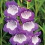 Penstemon Czar 5 plants