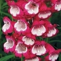 Penstemon Amelia Jayne 5 plants
