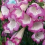 Penstemon Laura 5 plants