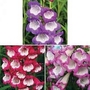 Penstemon Pensham Trio 15 plants - 5 of each