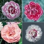 Dianthus : Scented 5 Lady Madonna
