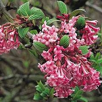 Viburnum x bodnantense Dawn 1 plant in 9cm pot