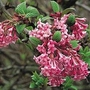 Viburnum x bodnantense Dawn 1 plant in 9cm pot