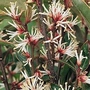 Sarcococca humilis - Christmas Box 3 plants in 9cm pots