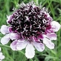 Scabiosa Burgundy Bonnets 4 young plants + 2 FREE