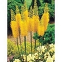 Foxtail Lilies - Yellow 6 bareroot plants