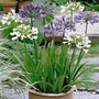 Agapanthus - African Lily 5 blue agapanthus
