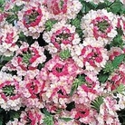 Verbena Pink Parfait 5 plants
