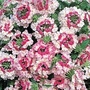 Verbena Pink Parfait 10 plants + 5 FREE