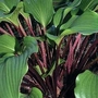 Hosta One Man's Treasure 1 bareroot plant