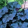 Heuchera Obsidian 1 bareroot plant