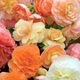 Begonia Aromantics 6 tubers + 3 FREE