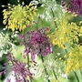 Allium Firecracker Mixed 15 bulbs