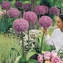 Allium Globemaster 2 bulbs + 1 FREE