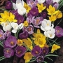 Crocus - Mixed 50 bulbs