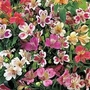 Alstroemeria Garden Hybrids Mixed - Peruvian Lily 10 bareroot plants + 5 FREE