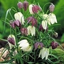 Fritillaria Meleagris Mixed 50 bulbs