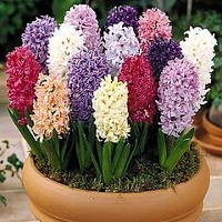 Hyacinth Breeder's Selection 20 bulbs + 10 Free