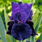 Iris Black Taffeta 3 bareroot plants + 3 FREE