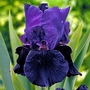 Iris Black Taffeta 3 bareroot plants + 3 FREE