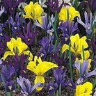 Iris Dwarf Mixed 100 bulbs + 50 FREE