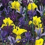 Iris Dwarf Mixed 100 bulbs + 50 FREE