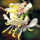 Lonicera x purpusii - Winter Beauty 1 bareroot plant