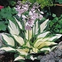Hosta Fire & Ice 1 bareroot plant
