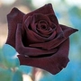 Rose Black Baccara 2 bareroot plants + 1 FREE