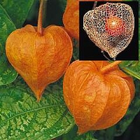 Physalis alkekengi franchettii - Chinese Lanterns 10 bareroot plants