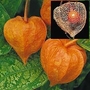 Physalis alkekengi franchettii - Chinese Lanterns 10 bareroot plants