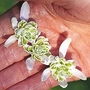 Snowdrop Double-flowered 45 bulbs